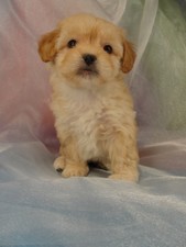 Female Lhasa Bichon Puppy for sale #31 Born February 15th 2012